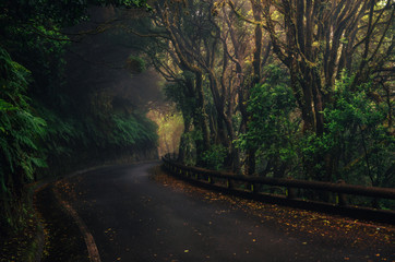 Road in magic misty forest of Anaga Rural Park, Tenerife, Canary Islands, Spain