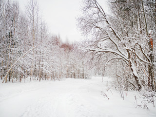 Winter natural background with trees under the snow. Rural landscape.