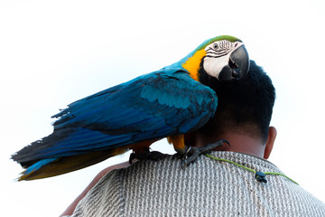 Macaw parrot standing