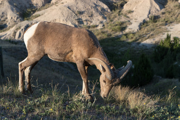 A Mountain Goat in its natural setting