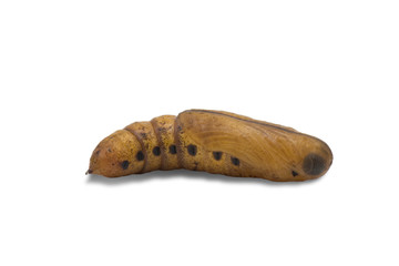 Moth Pupa in white background