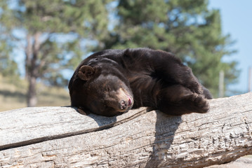 A Brown Bear taking a relaxing nap on a tree branch.