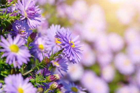 Violet Asters