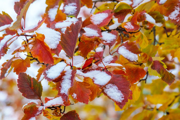 fall colored leaves with the first snow falling, the bright colors and the white snow