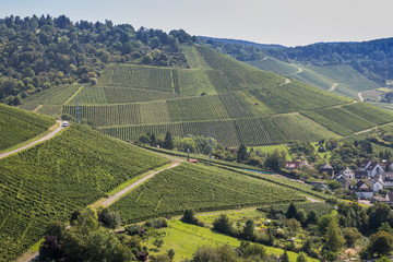 Fototapeta premium Weinberg