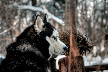 Beautiful husky dog looks around