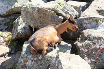 Mountain goat on a rock in South Tyrol alps