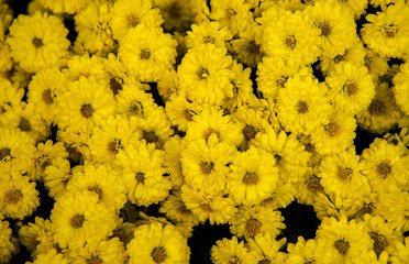 In autumn, the chrysanthemum blooming