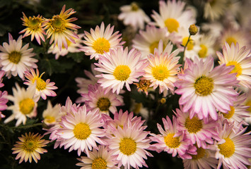 In autumn, the chrysanthemum blooming