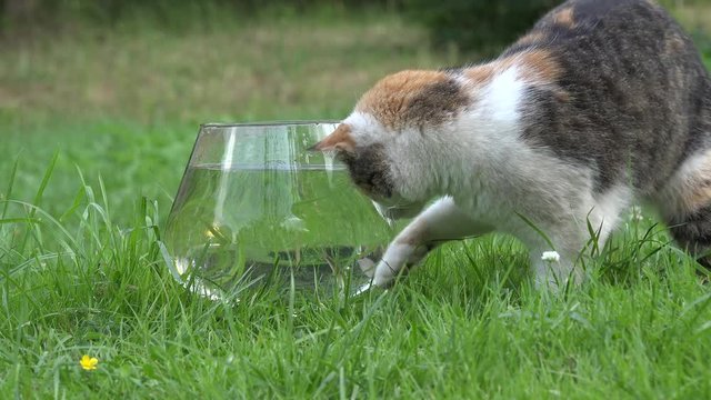 Nice cat catch fish from plastic bowl with water and run. Closeup. 4K