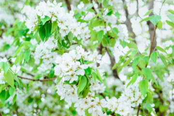 pear white flowers in spring day