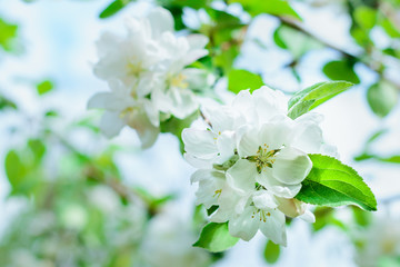 blooming pear brenches close up