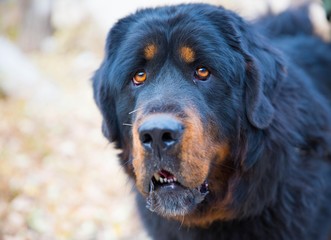 Purebred dog outdoors in the grass on a background of the world.