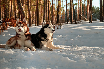 Siberian huskys lying on snow