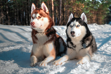 Husky dogs lie on white