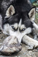 Close-up head of peeking Siberian