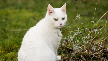 White cat sitting on a grass in blurry background. One alone white cat sitting and looking in open air in green background in th