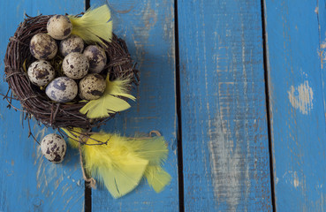 on a blue wooden background a nest of branches and quail eggs