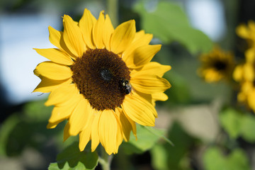 Bee on a Yellow, sunflower with green in background