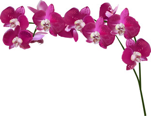 isolated large purple orchid flowers lush branch