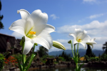 White lily bloom under a blue sky