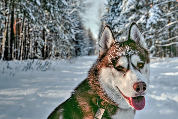 Cute siberian husky in the