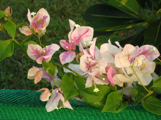 Pink orchids (B)