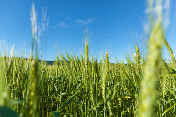 Young green wheat spike on blue sky background. Green spikelets of wheat.journey to Georgia