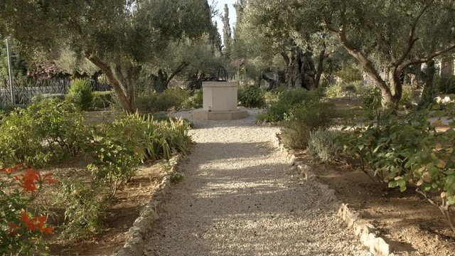 pathway and ancient olive trees in the garden of gethsemane, jerusalem israel