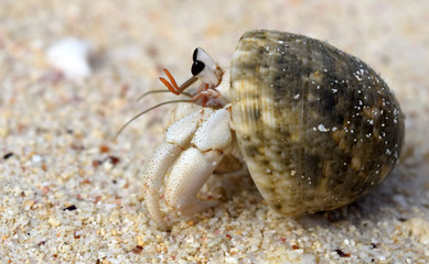 Hermit Crab