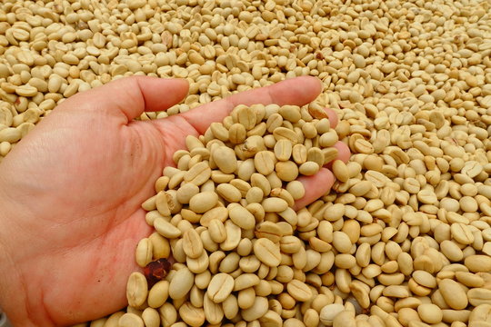 Green coffee beans in hand