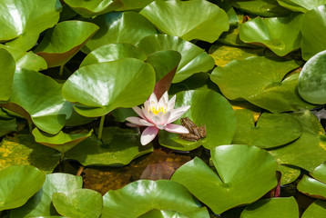 A white water lily on the water, next to the frog sits. White water-lily.journey to Georgia