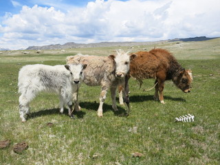 Mongolia - traditional shepherd lifestyle and landscape in west Mongolia near Kazakhstan boarder line