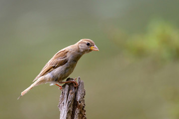 House Sparrow (Passer domesticus) sitting on a stick