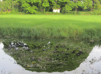 Tree, water, rice and hut