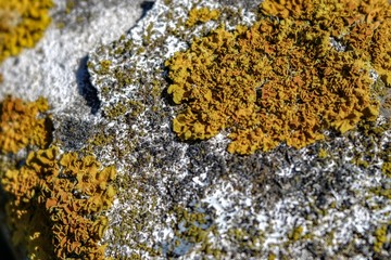 Lichen