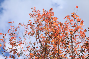 beautiful Maple leaf in Thailand