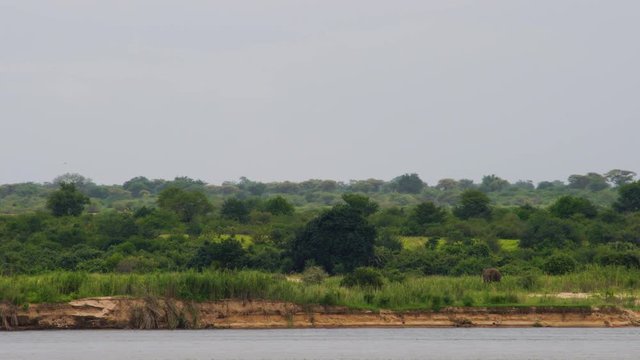 Landscape video of a wild elephant at the Zambezi riverside on the border of Zambia and Zimbabwe