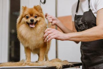 grooming dogs Spitz Pomeranian in the cabin - obrazy, fototapety, plakaty