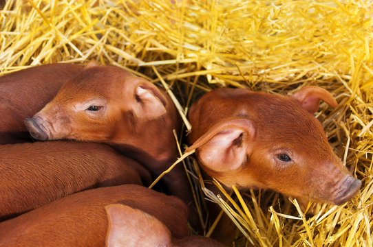 Little red piggys