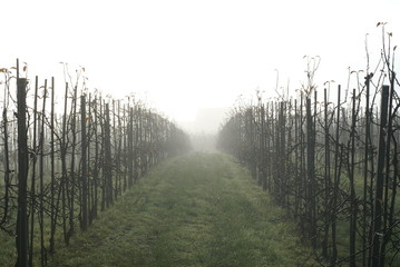 Plantage im Nebel