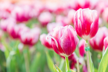 Beautiful tulips in tulip field with green leaf background at winter or spring day. broken tulip.