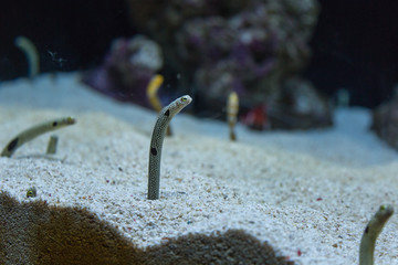 Spotten Garden Eel Rising from Burrow inside Marine Aquarium