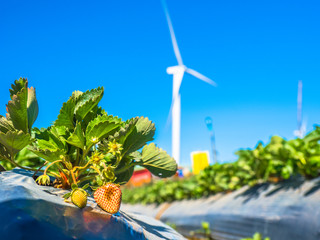Wind turbine for electricity generation with strawberry farm.