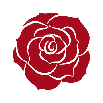 red rose isolated illustration on white background