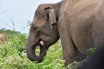 ELEPHANT AU SRI LANKA
