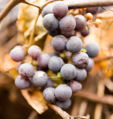 black grapes in the fall on nature