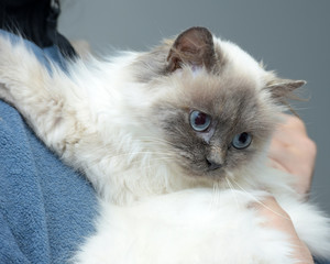 Himalayan cat