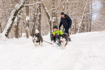 Dogs of the Husky breed ride the child on the sled in winter