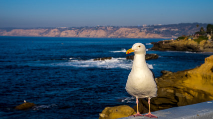 Seagul